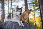 EventGalleryImage_Wolf and Lion (Small).jpg
