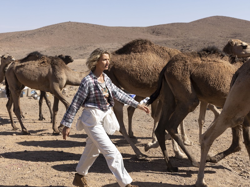 Poiss ja kaamel: Sahara seiklus